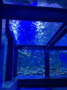 写真　水族館１
